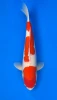 [koi-momotaro-l5-6] 55cm Japanese Imported Kohaku - Momotaro- L5- 6