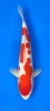 53cm Japanese Imported Kohaku - Momotaro- L5- 8