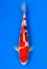 44cm Japanese Imported Sanke - Momotaro- L5- 9