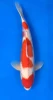 55cm Japanese Imported Kohaku - Momotaro- L5- 10