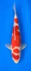[koi-momotaro-l5-11] 49cm Japanese Imported Kohaku - Momotaro- L5- 11