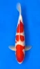 [koi-momotaro-l5-13] 56cm Japanese Imported Kohaku - Momotaro- L5- 13