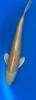 33cm Japanese Imported Koi Yamabuki - Marusei - QT4 - 36