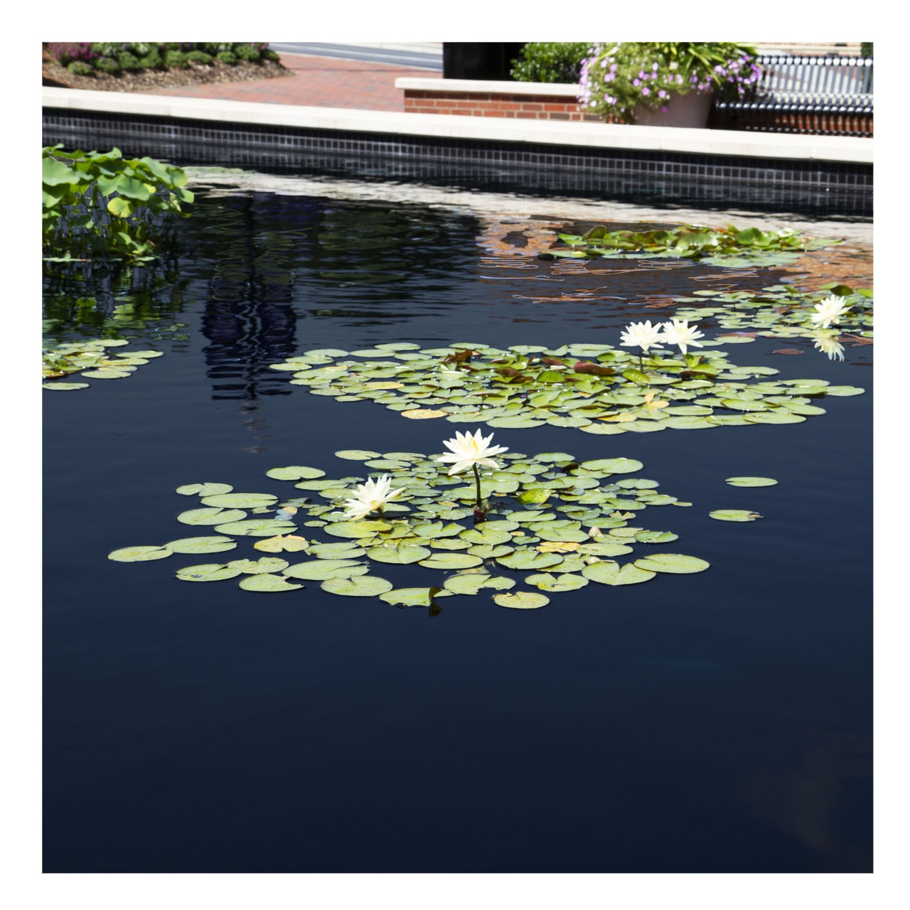 Typhoon Pond Dye product chart showing sizes, dosage, and treatment coverage.