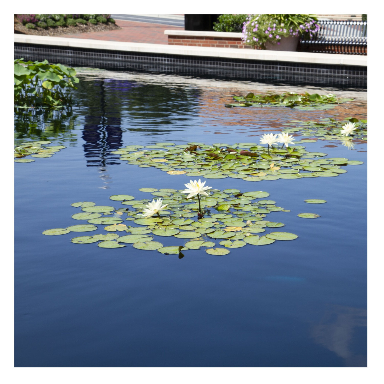 Single package of Typhoon Pond & Lake Pond Dye Blue dissolvable dye packets.