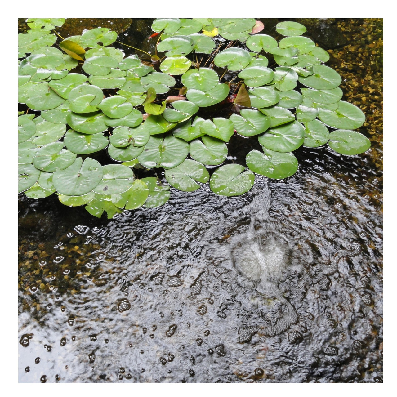 Pond aeration kit with pump, tubing, air stones, and check valves.