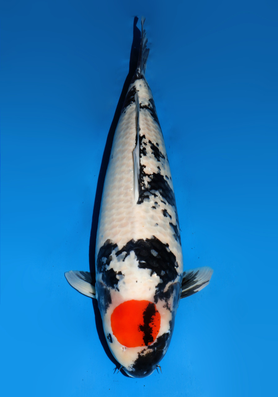 Dainichi Koi Farm - Rare 31" Tancho Showa
