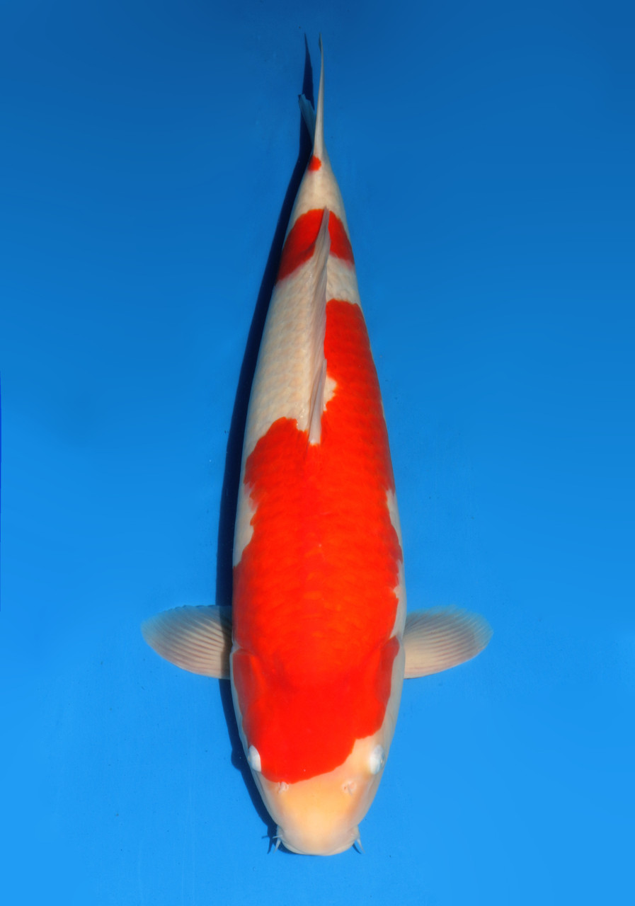 25" Japanese Imported Koi Dainichi Kohaku