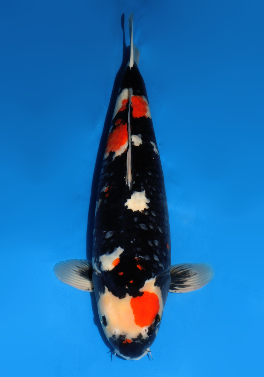 25" Japanese Imported Koi Dainichi Showa