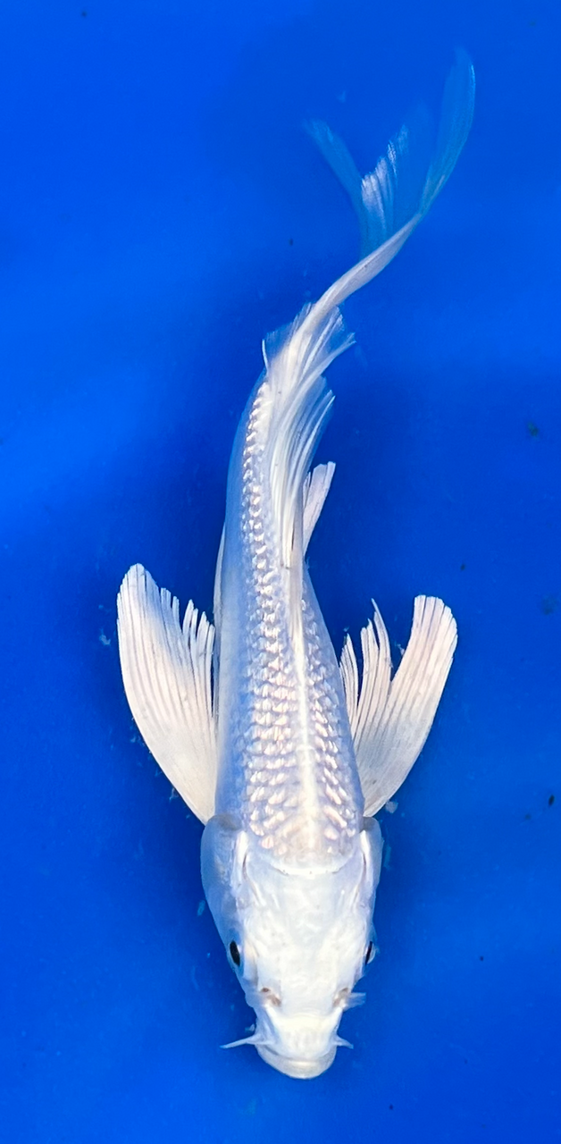 7” Japanese Imported Koi Butterfly Platinum Ogon- 43