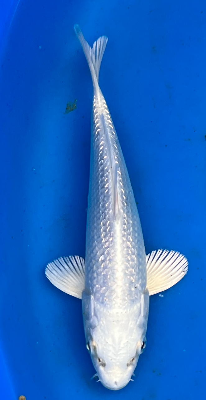 8” Japanese Imported Koi - Chogoro Platinum - 25