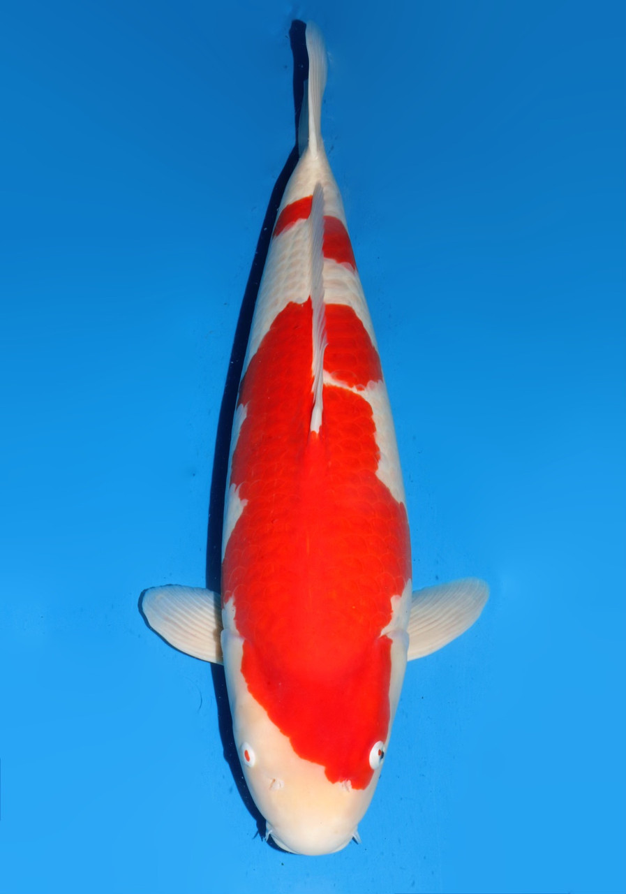 赤い鯨 31