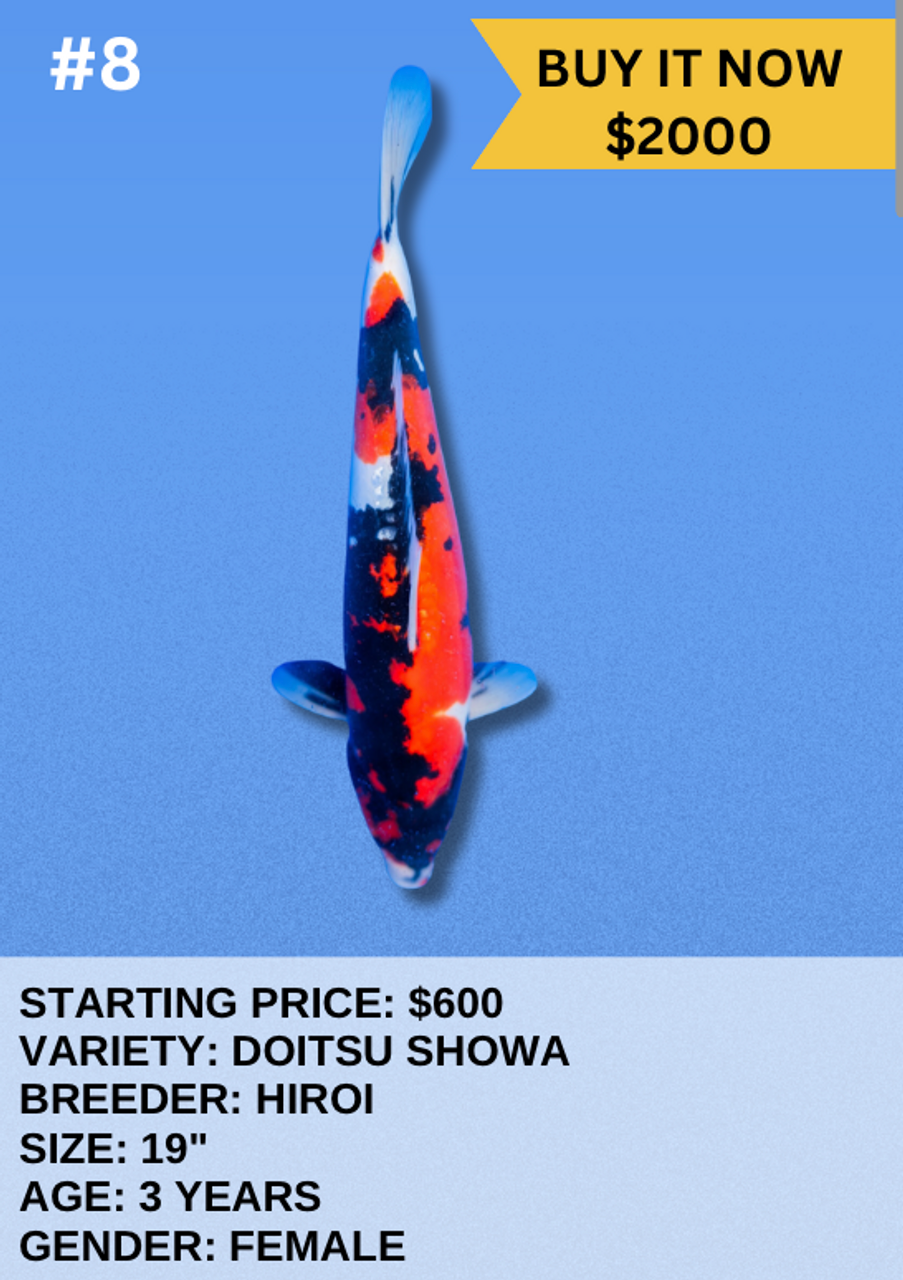Koi Auction- #8- Doitsu Showa Koi Auction- #8- Doitsu Showa