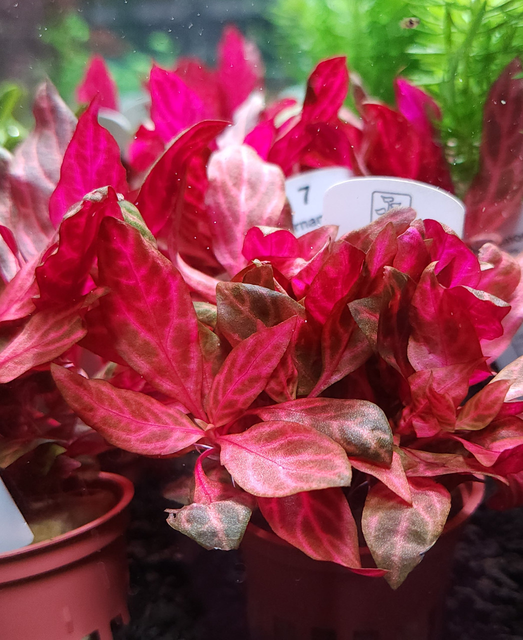 Alternanthera reineckii 'Rosanervig' (Tropica)