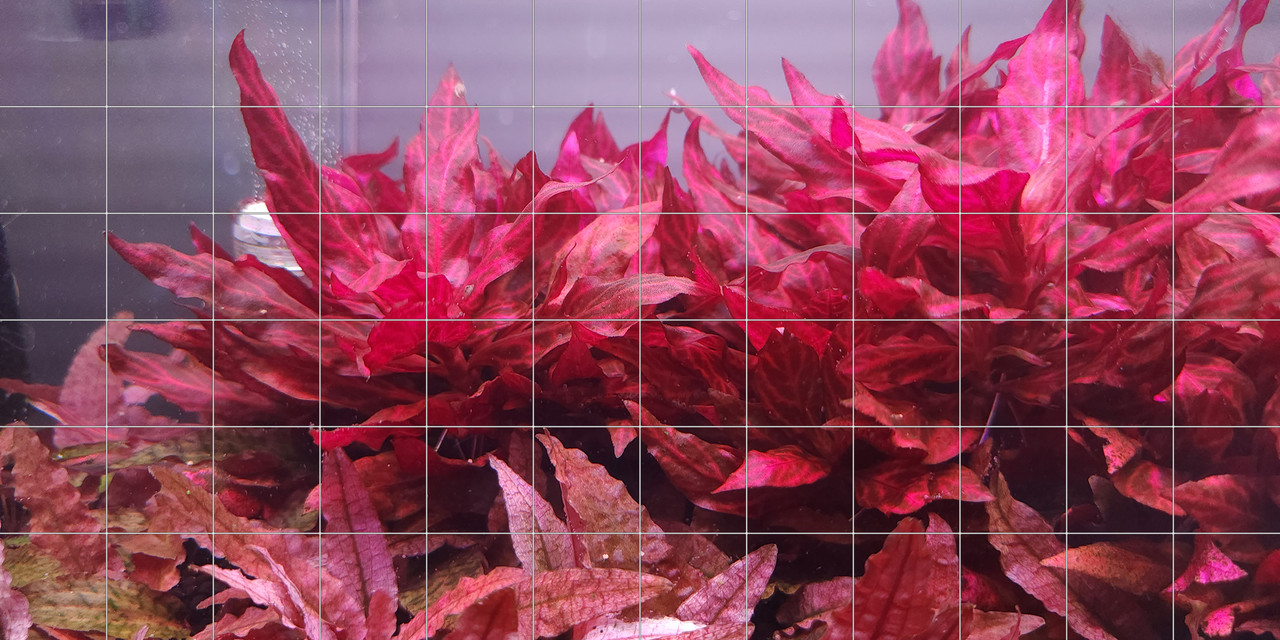 Alternanthera reineckii 'Rosanervig' (Tropica)