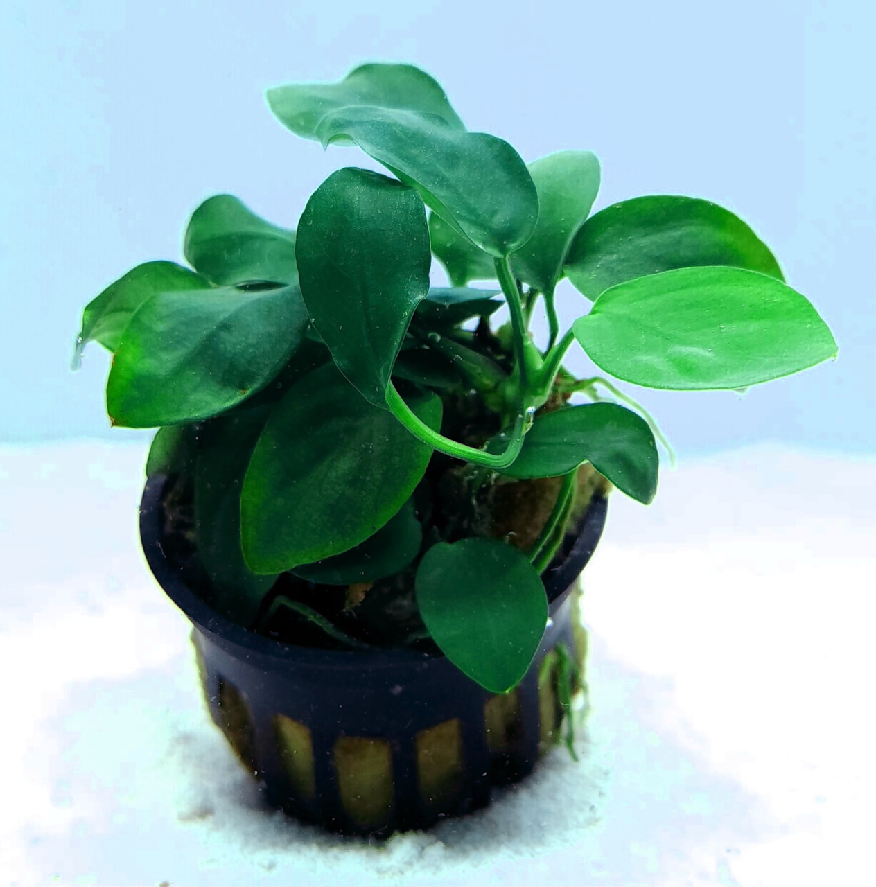 Anubias barteri 'Nana' potted