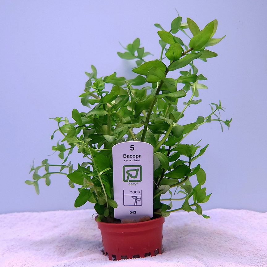 Bacopa caroliniana (Tropica) on white sand