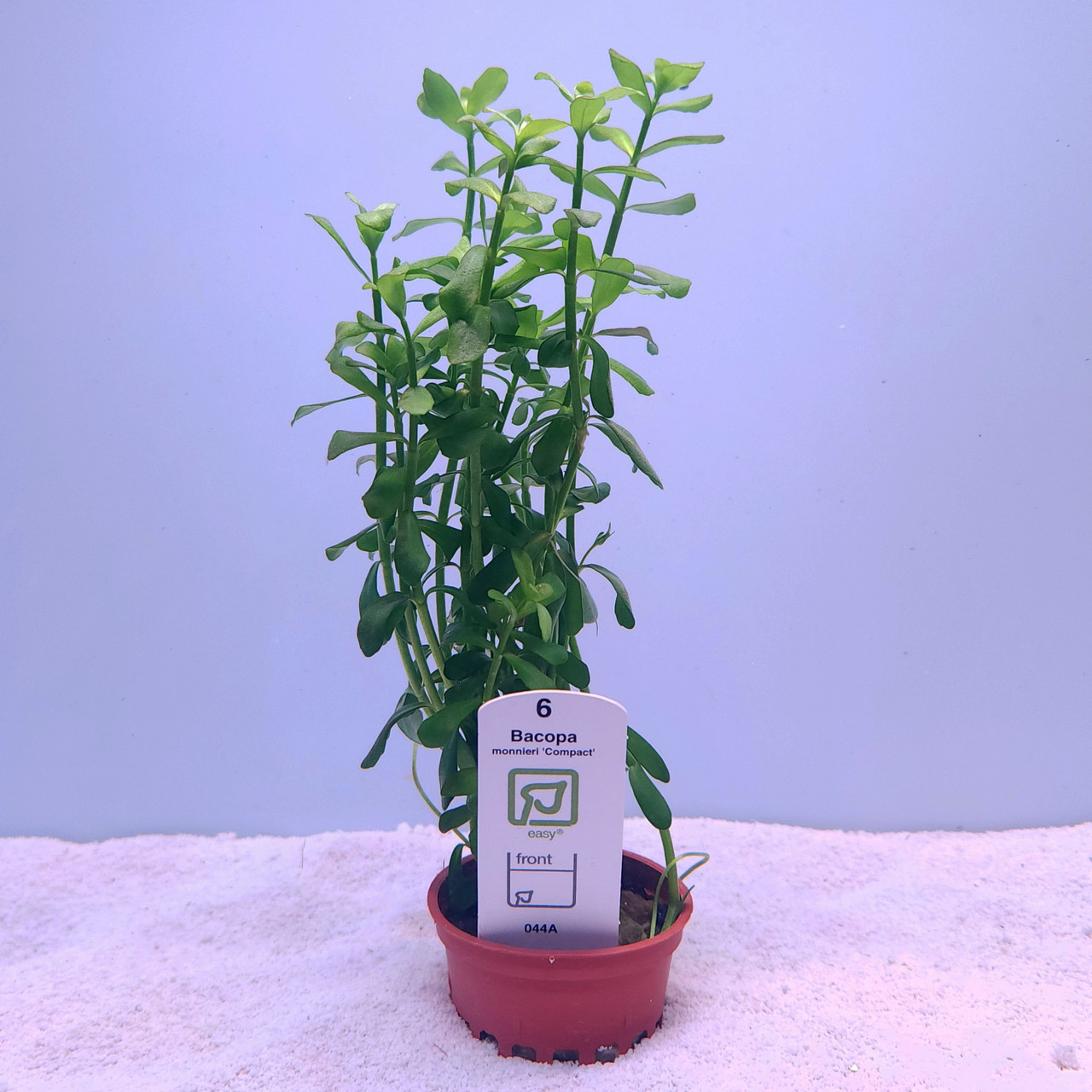 Bacopa monneiri 'Compact' (Tropica) on white sand