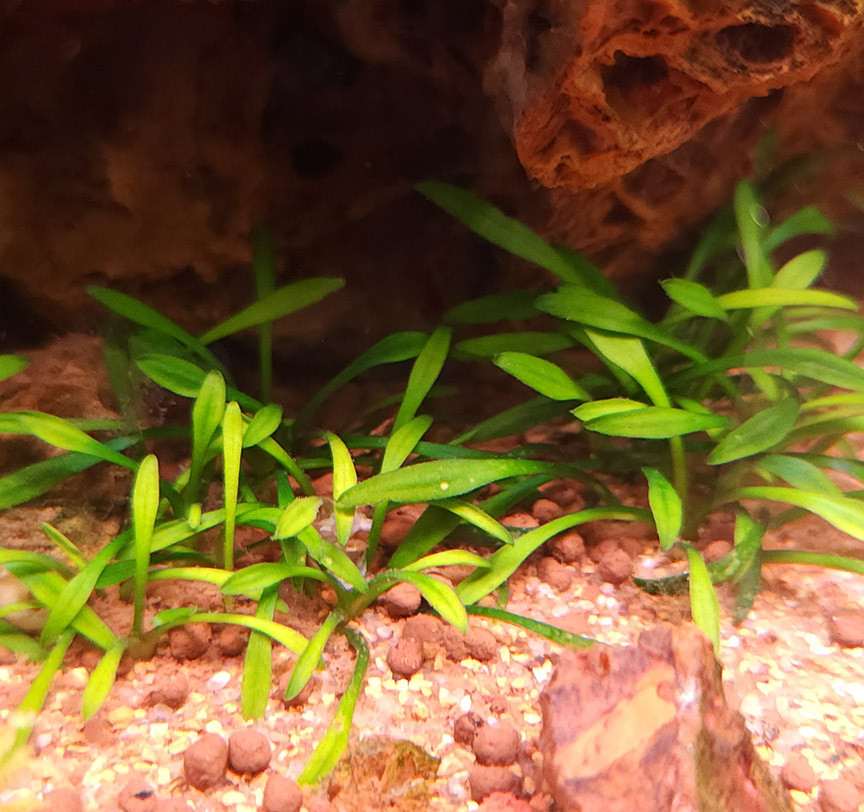 Cryptocoryne parva 1-2-Grow!
