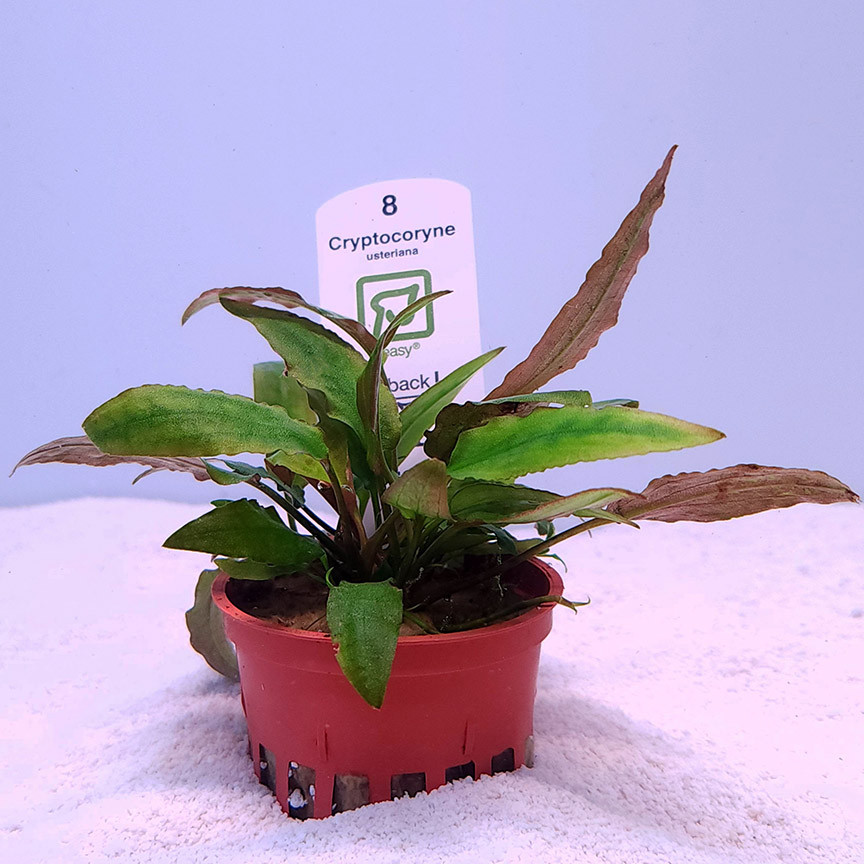 Cryptocoryne usteriana 大株 Cryptocoryne usteriana (Tropica) - Fitzs Fish Ponds