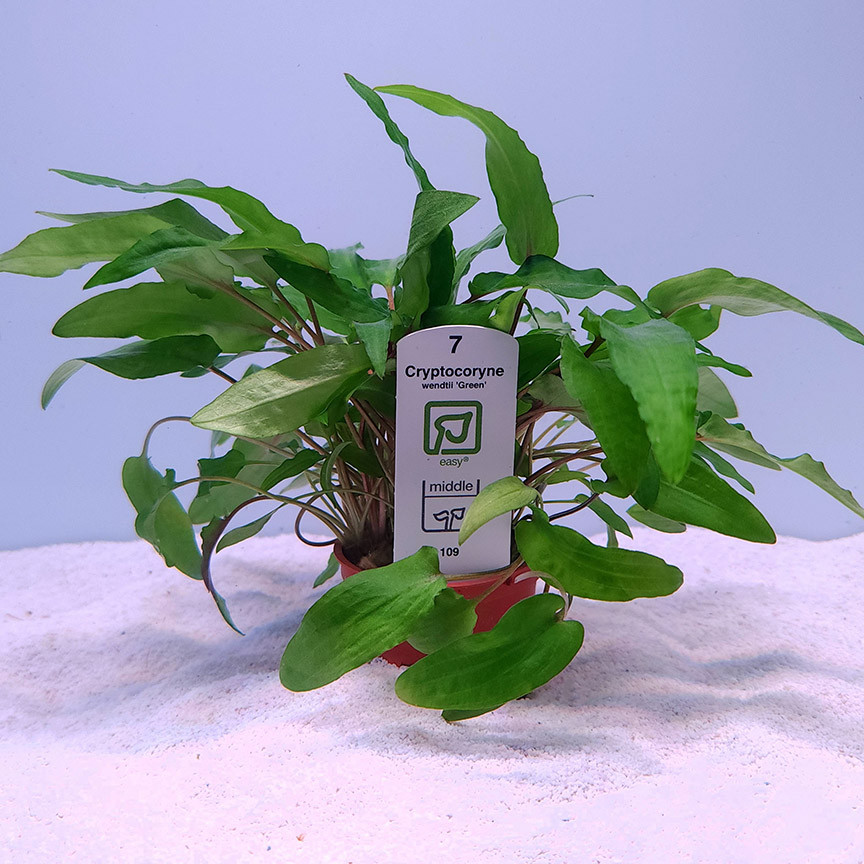 Cryptocoryne wendtii 'Green' (Tropica)