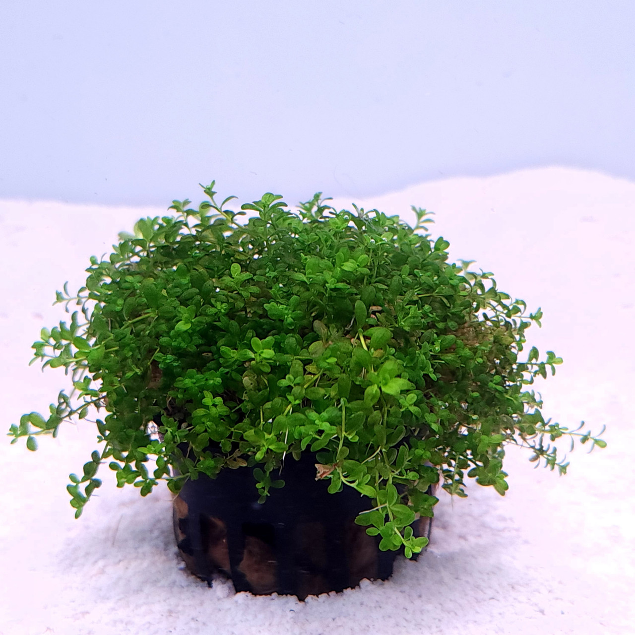 Dwarf Baby Tears (Hemianthus callitrichoides 'Cuba') potted