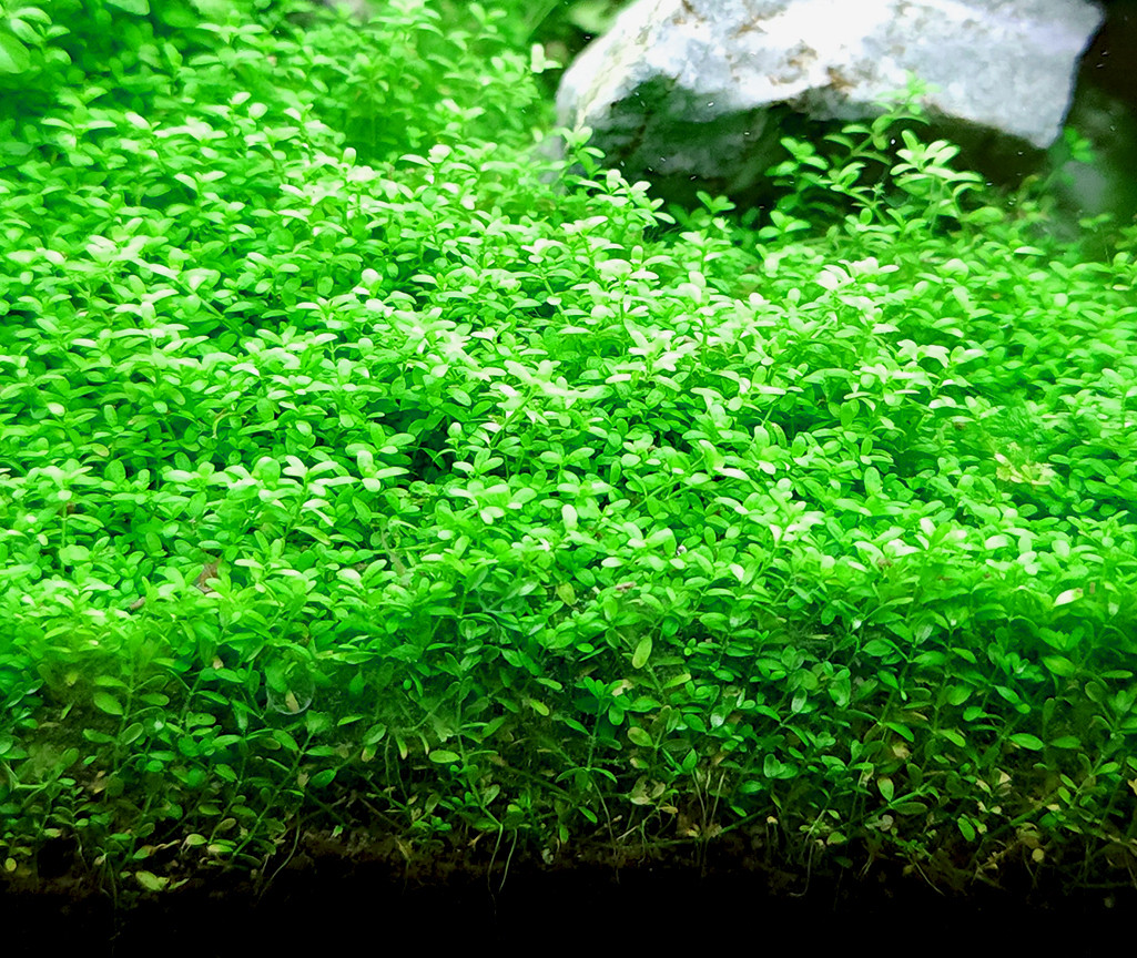 Dwarf Baby Tears (Hemianthus callitrichoides 'Cuba')(Tropica) on white sand