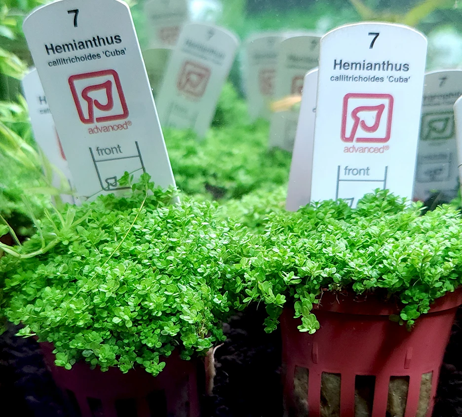 Dwarf Baby Tears (Hemianthus callitrichoides 'Cuba')(Tropica) on white sand