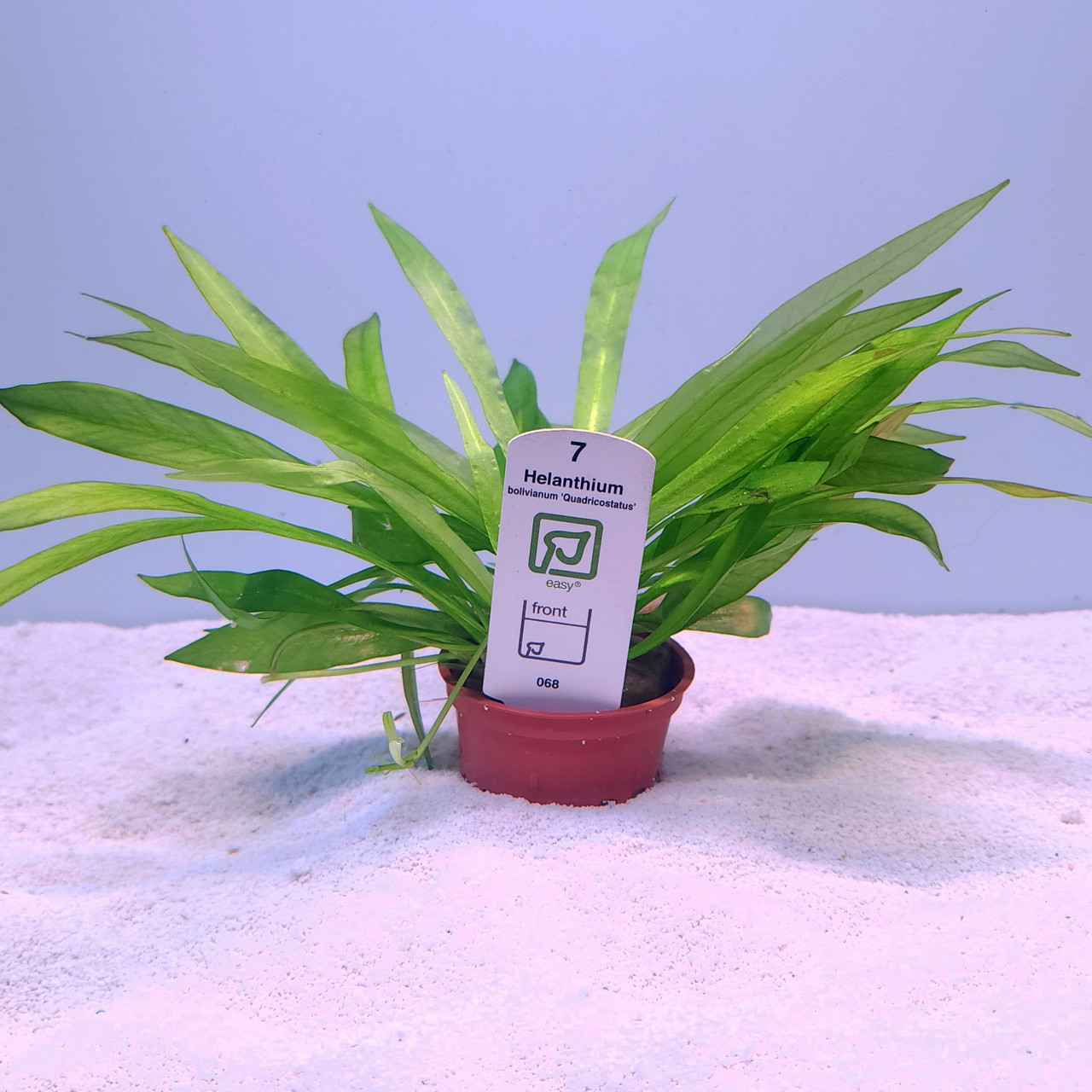 Helanthium bolivianum 'Quadricostatus' (Tropica) on white sand