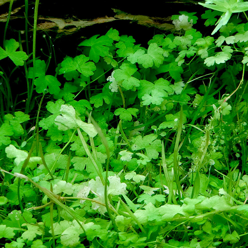 Hydrocotyle tripartita 'Japan' potted