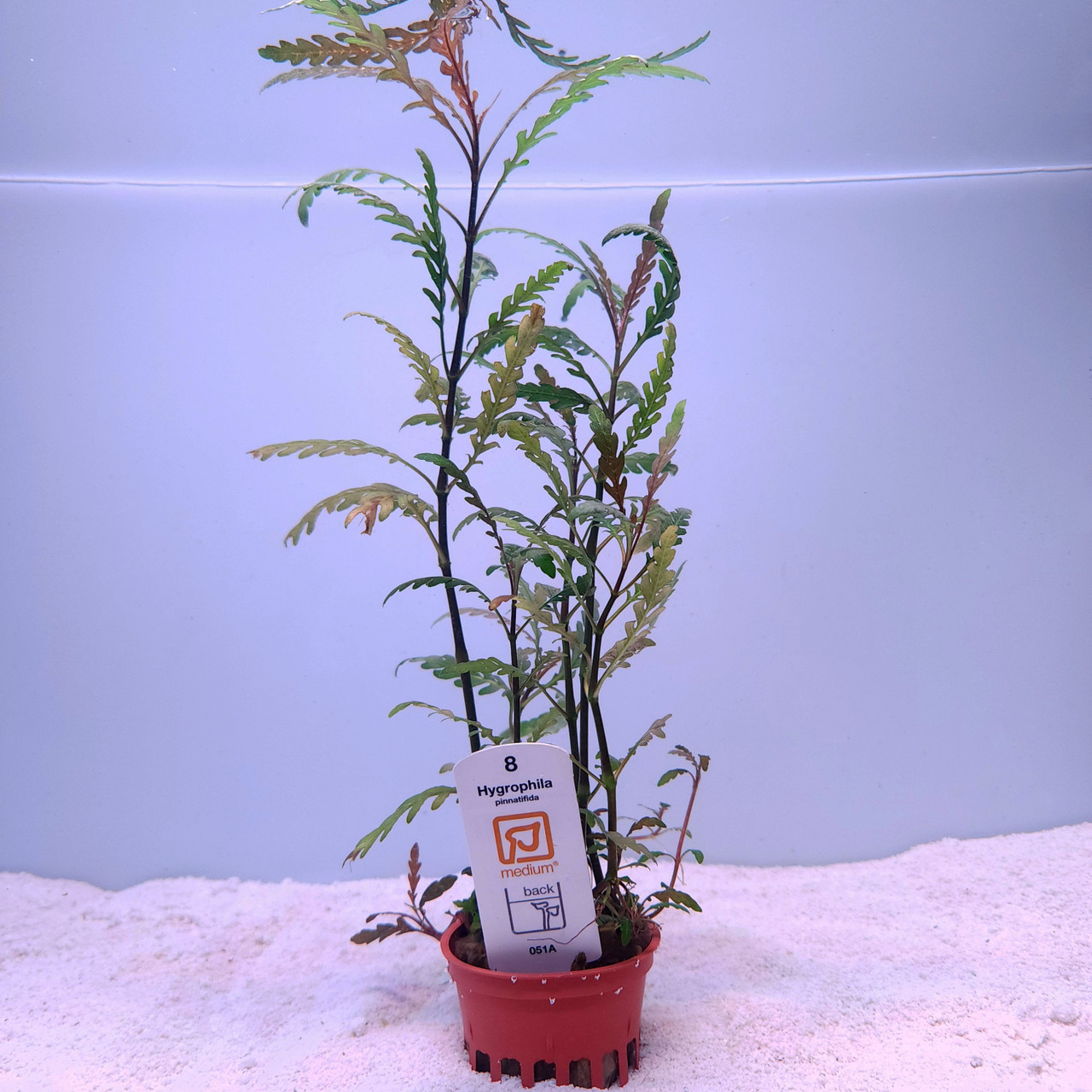 Hygrophila pinnatifida (Tropica)