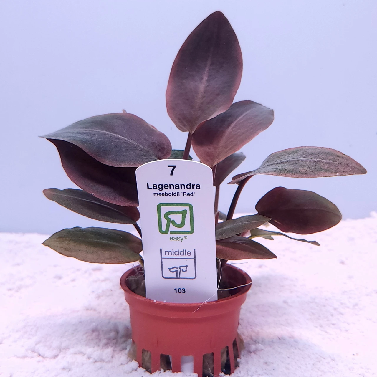 Lagenandra meeboldii 'Red' (Tropica) on white sand