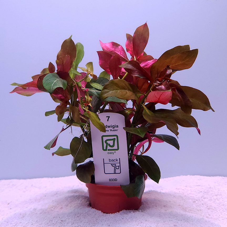 Ludwigia repens 'Rubin' (Tropica) on white sand