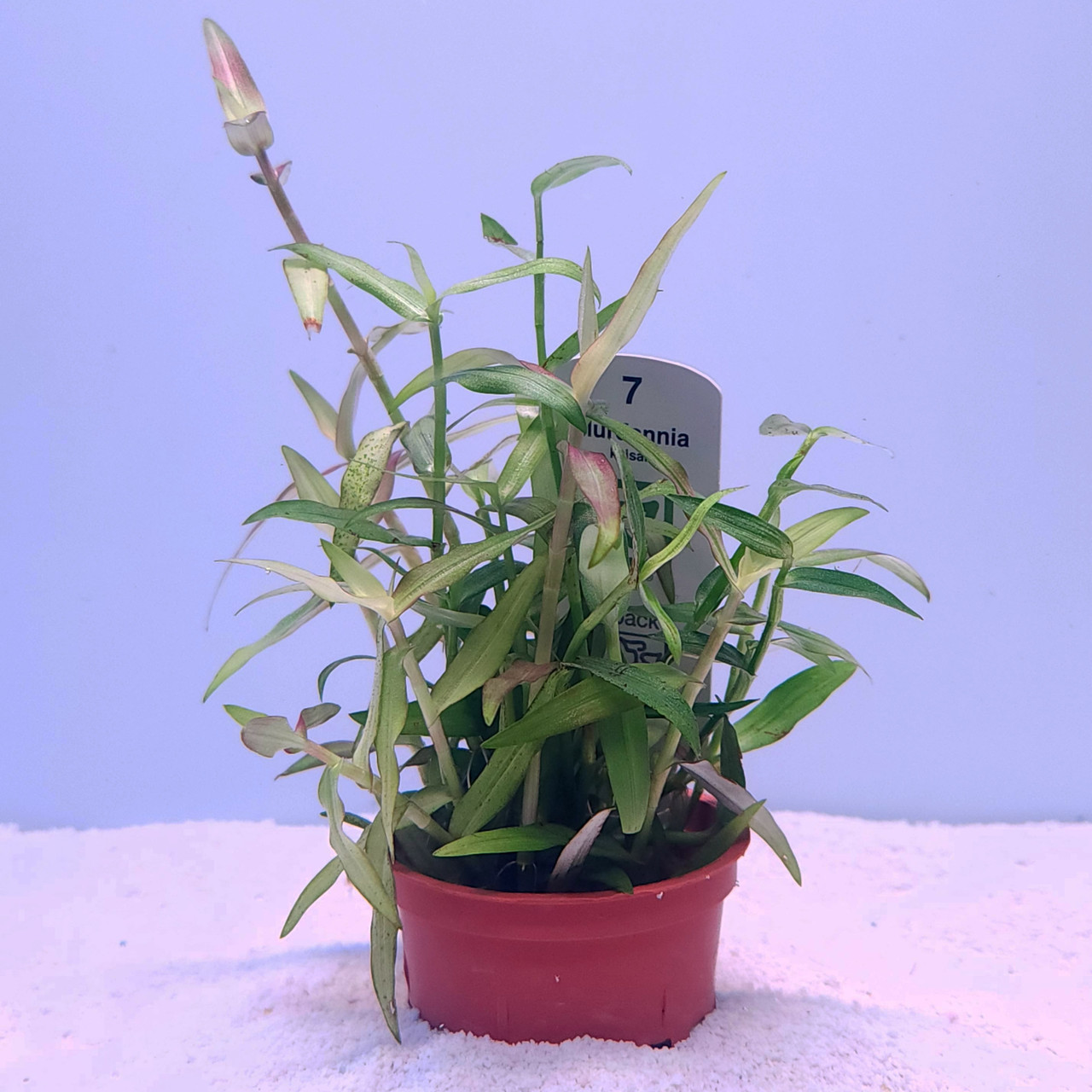 Murdannia keisak (Tropica)