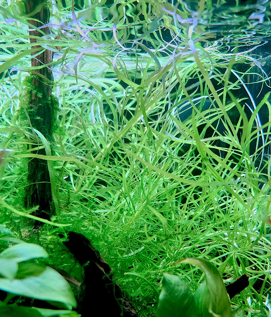 Pogostemon quadrifolius bunched