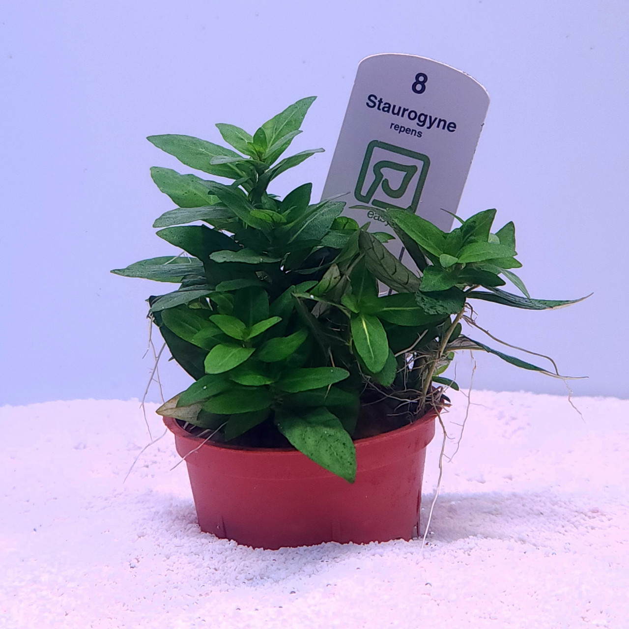 Staurogyne repens potted (Tropica)
