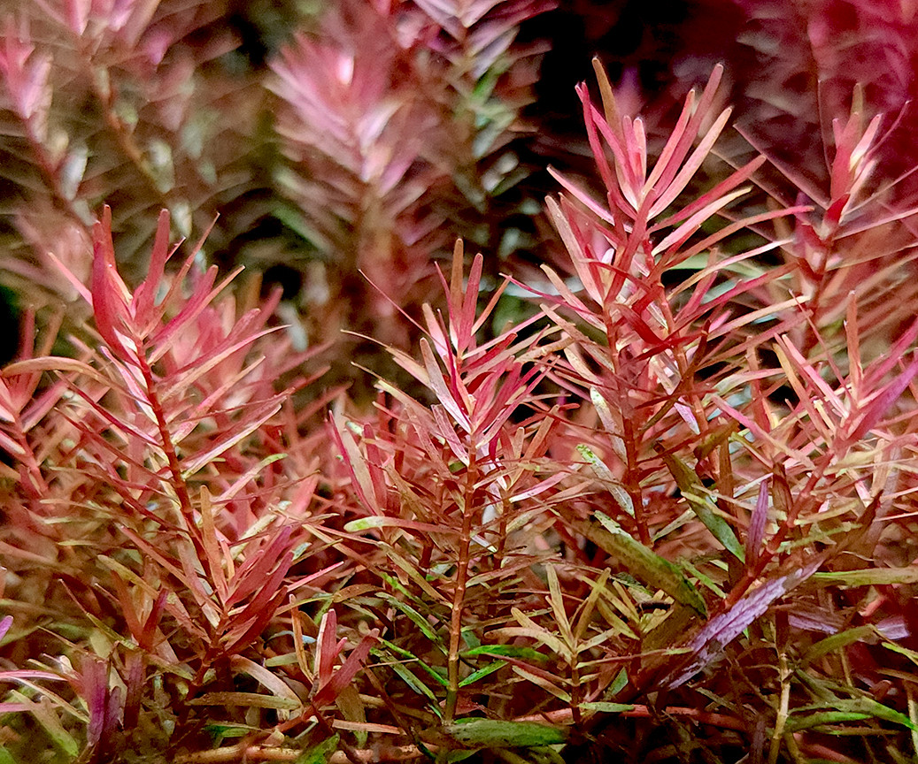 Rotala rotundifolia 'Vietnam H'ra'