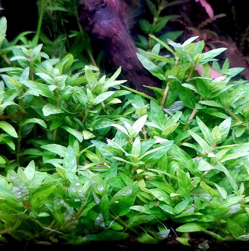 Staurogyne repens potted