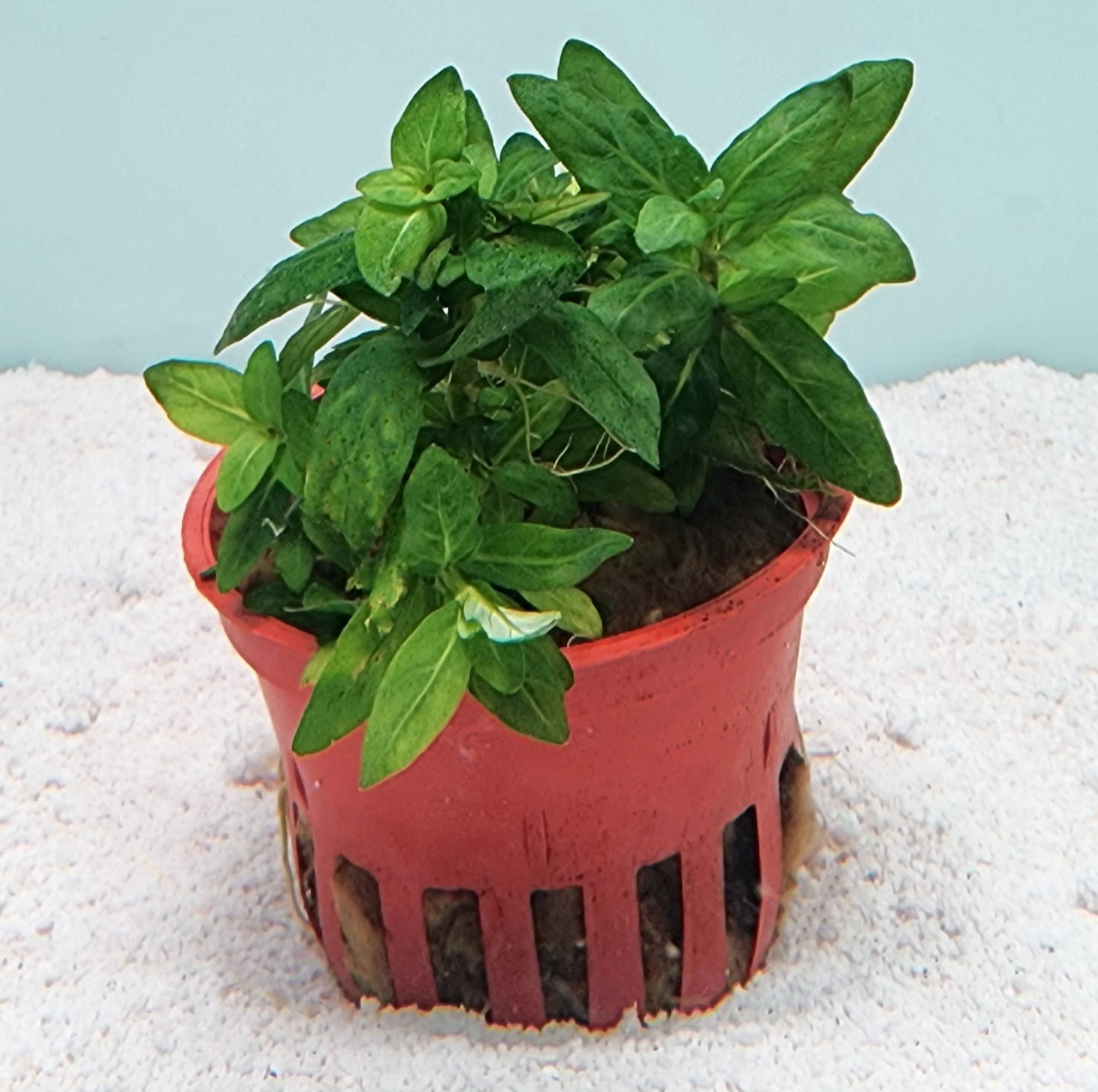 Staurogyne repens potted
