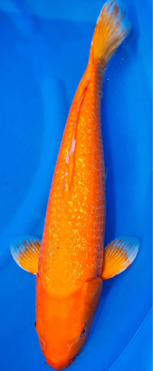 23” Japanese Imported Ginrin Benigoi