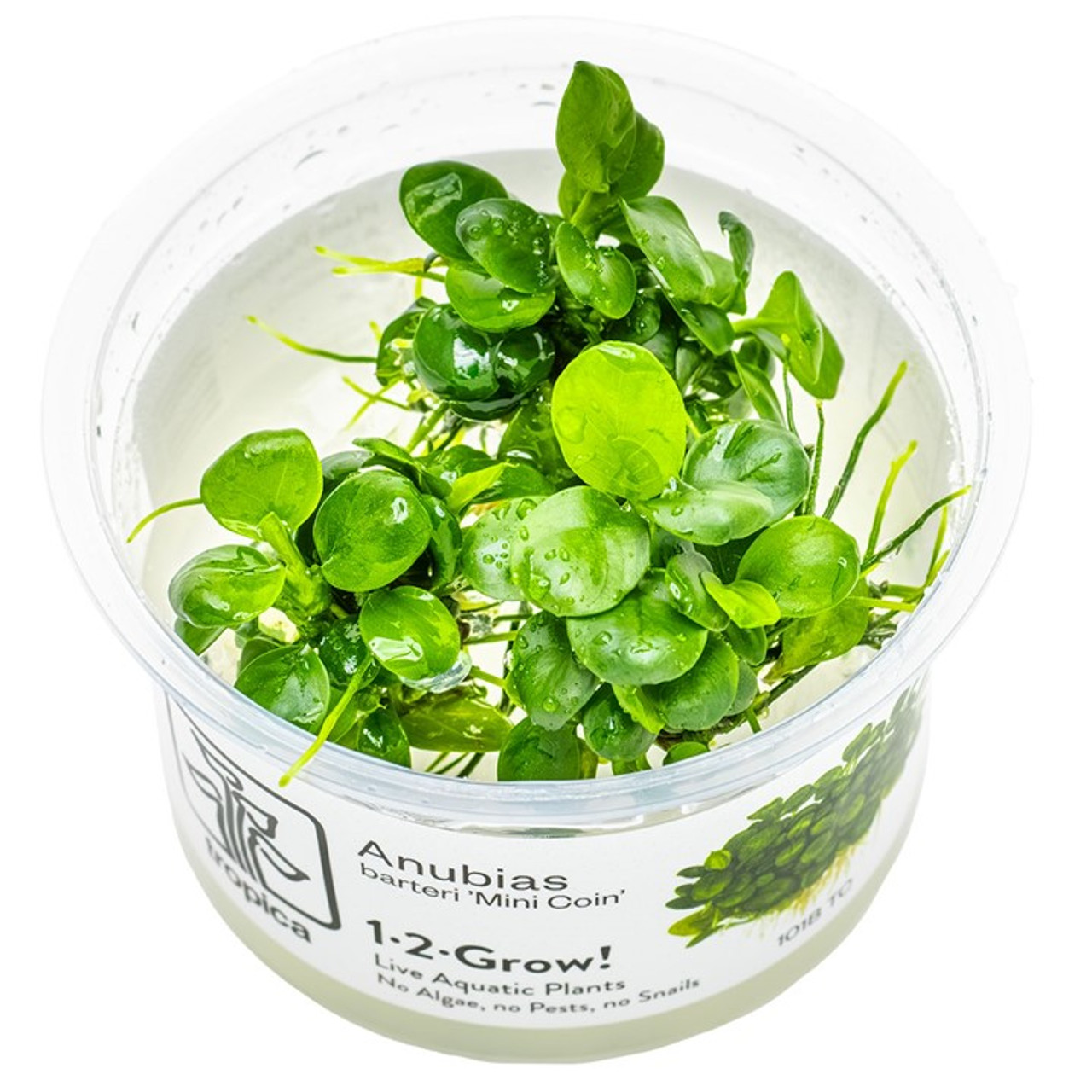 Anubias barteri 'Mini Coin' 1-2-Grow! Anubias barteri 'Mini Coin' 1-2-Grow!