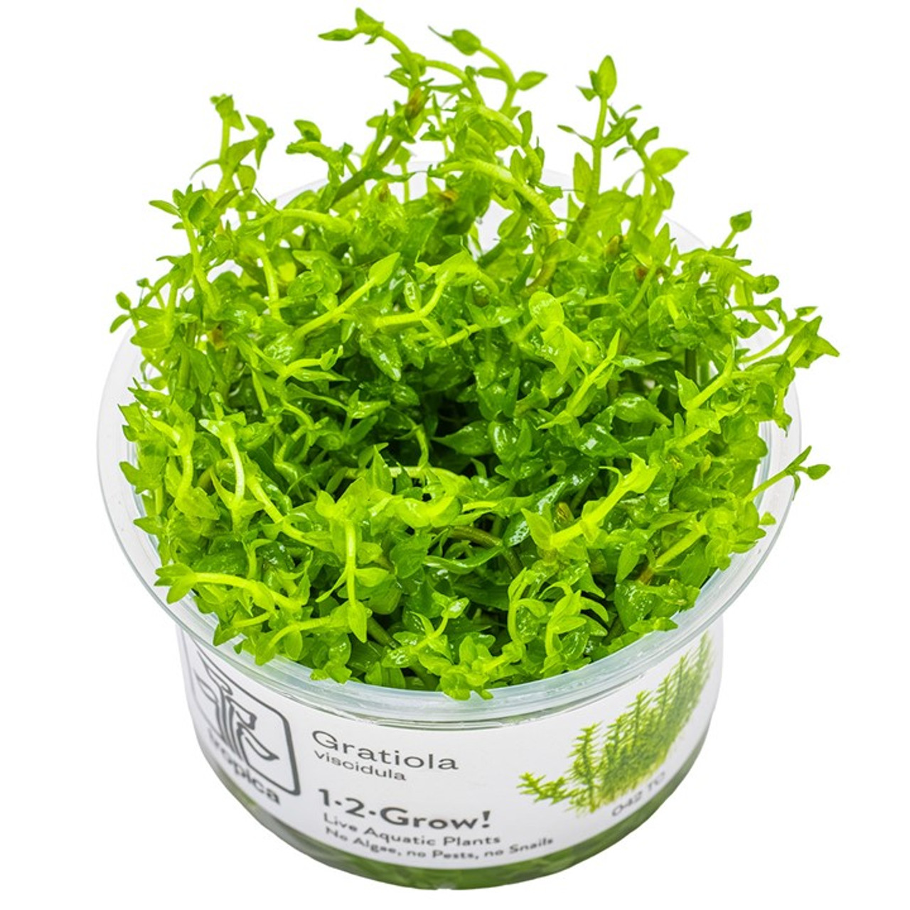 Gratiola viscidula 1-2-Grow!