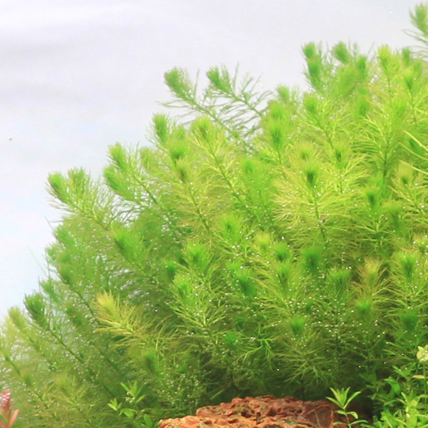 Myriophyllum 'Guyana' 1-2-Grow!