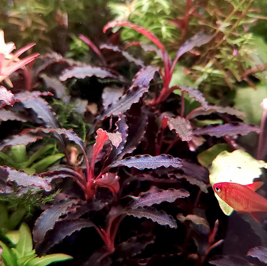 Bucephalandra 'Kedagang' (Tropica) on white sand