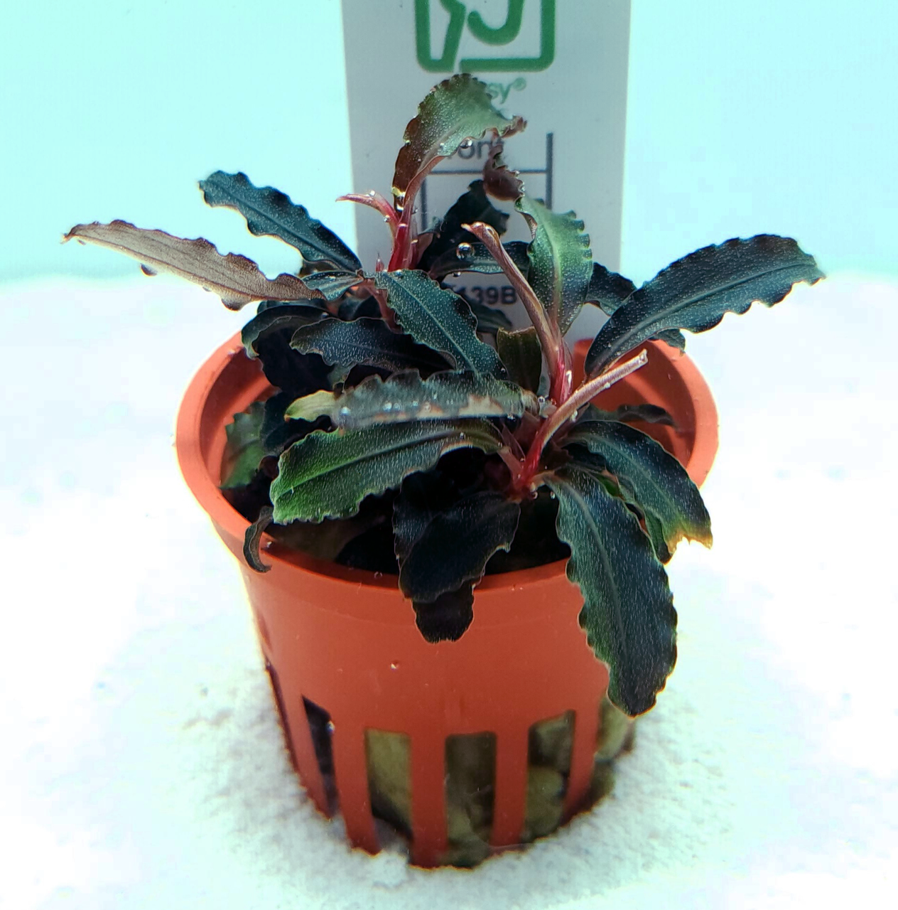 ◎2888TN269 (自家栽培）水草 ブセファランドラ Bucephalandra sp