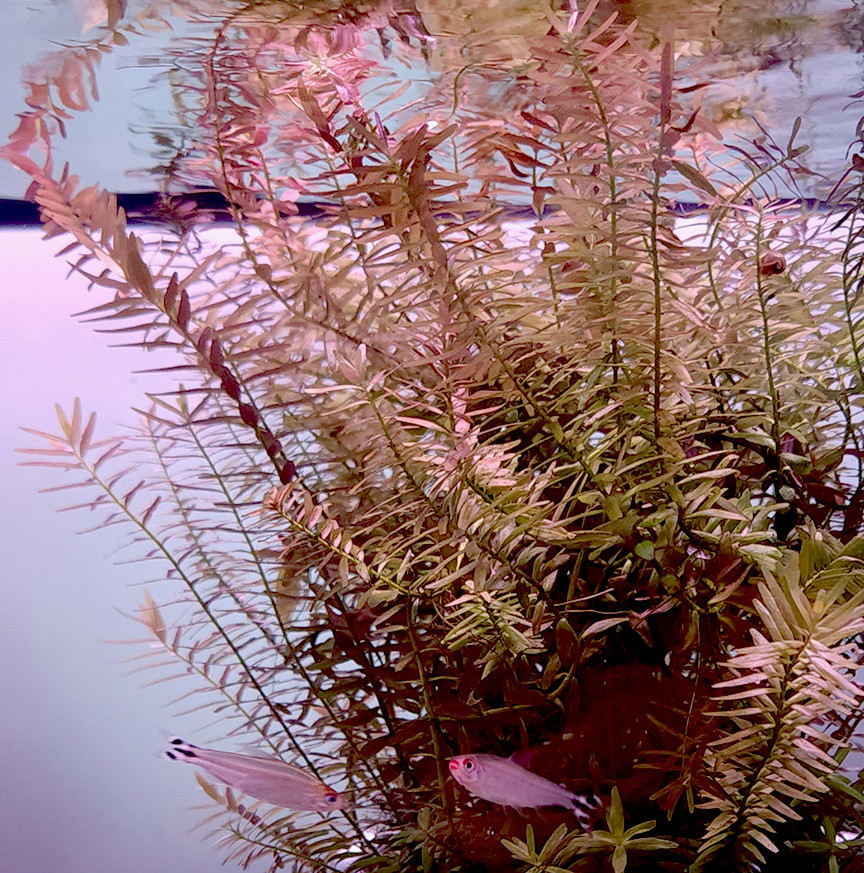 Rotala rotundifolia (Tropica) potted