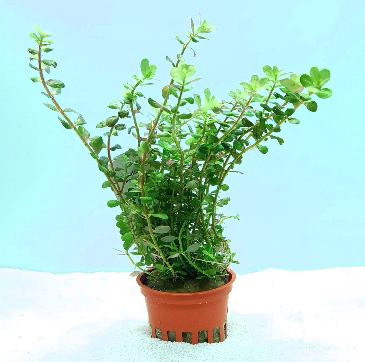 Rotala rotundifolia (Tropica) potted