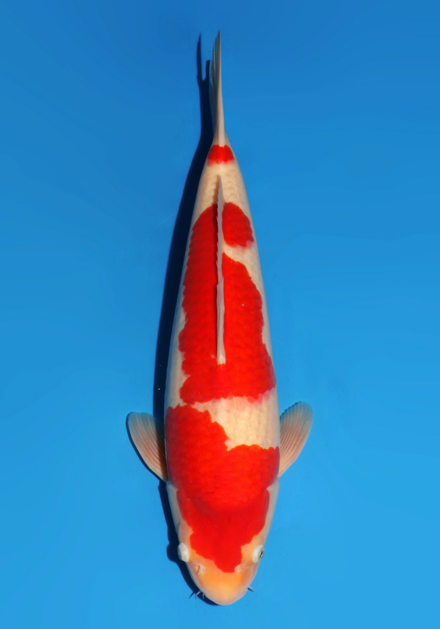 54cm Japanese Imported Kohaku