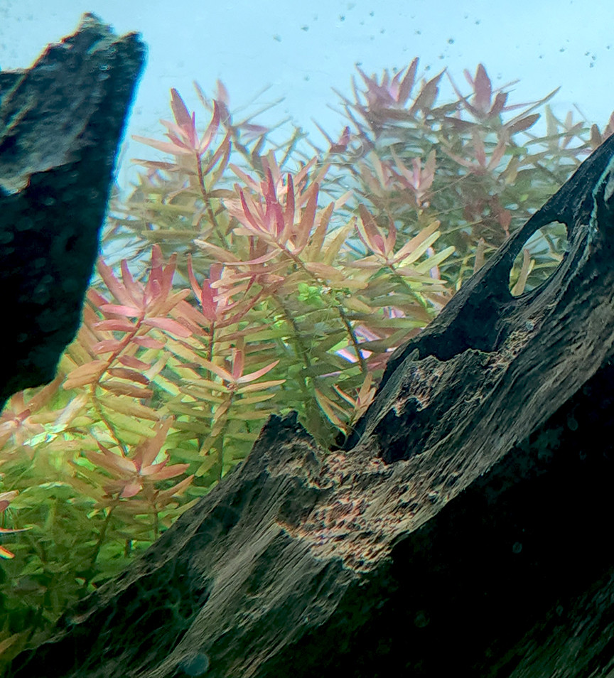 Rotala rotundifolia bunched