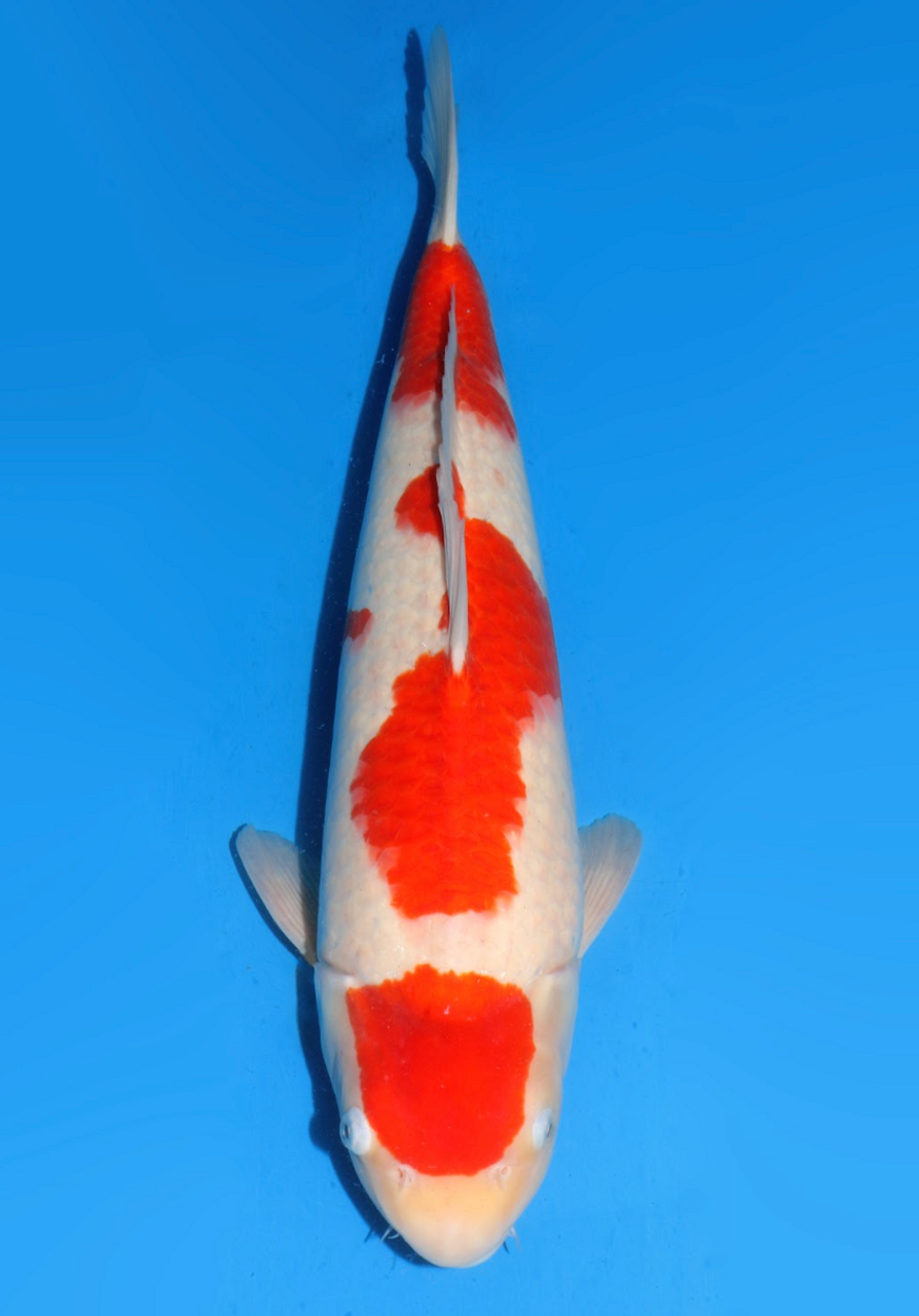 53cm Maruten Kohaku from Dainichi Koi farm